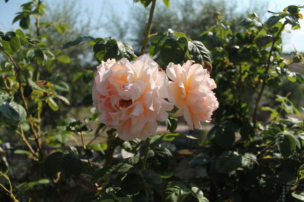 Agriturismo Su Recreu Ittiri Εξωτερικό φωτογραφία