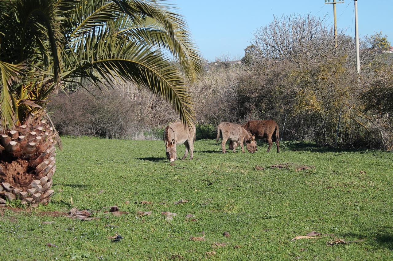 Agriturismo Su Recreu Ittiri Εξωτερικό φωτογραφία